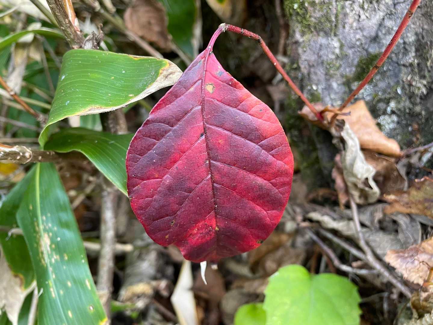 🍁