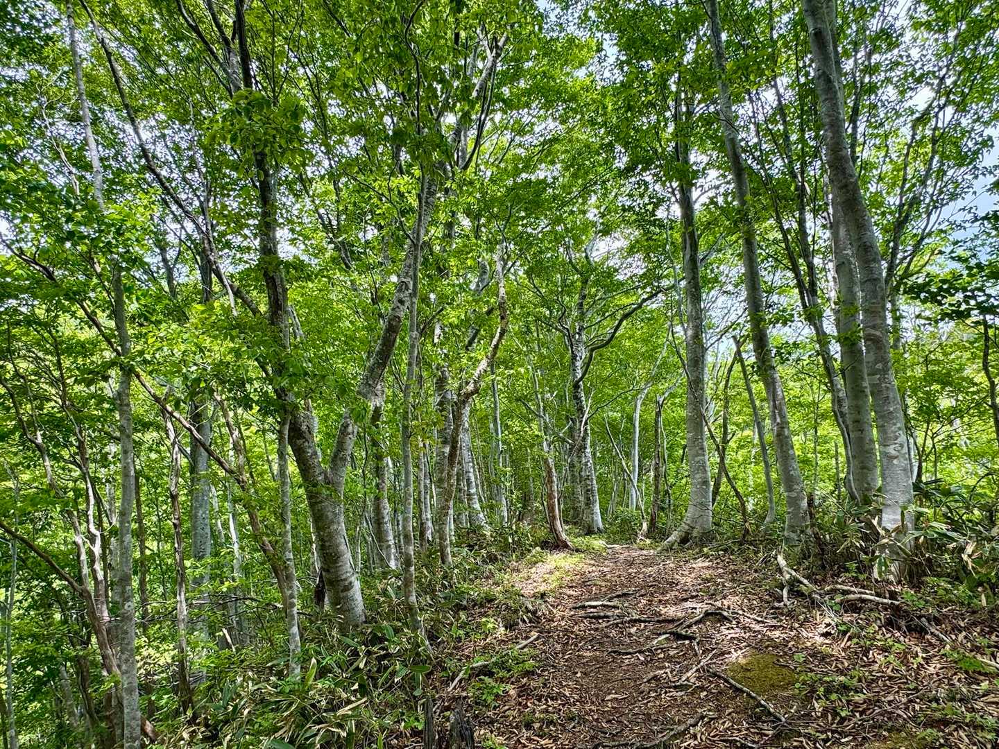 二俣山-皆ヶ山 往復コースの写真