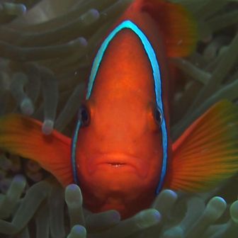 ゆりびってん醸造