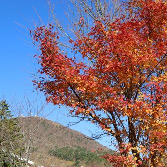 ここだけ紅葉残ってた