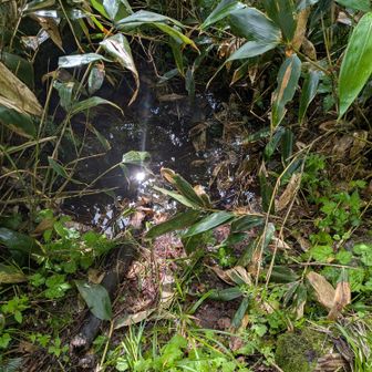 水場がありますが、水たまりのよう。浄水しても飲むのは最後の手段かな