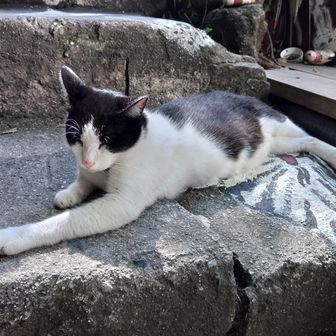 😺