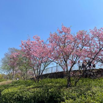 こちらは濃い色の🌸