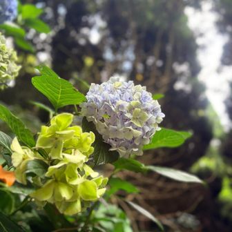 まだ紫陽花が見れました。