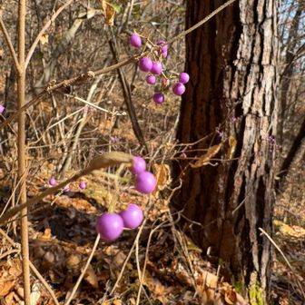 フーセンの実😙 