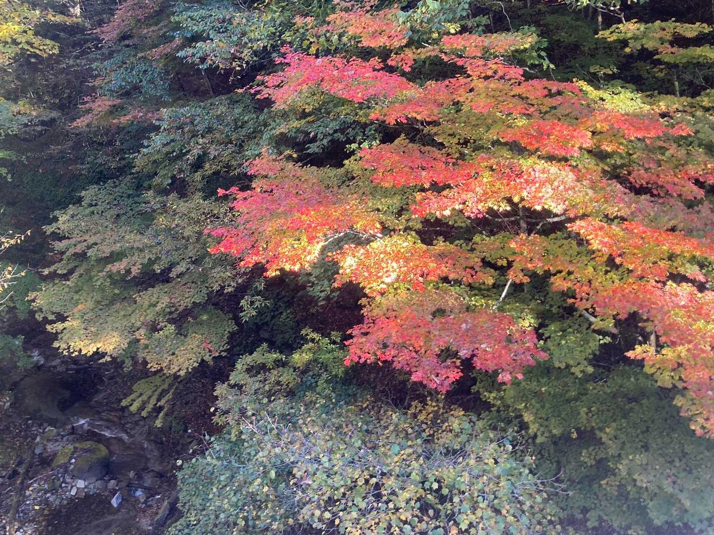 早速鮮やかな紅葉