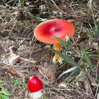 タマゴダケ
初めてみました🍄‍🟫