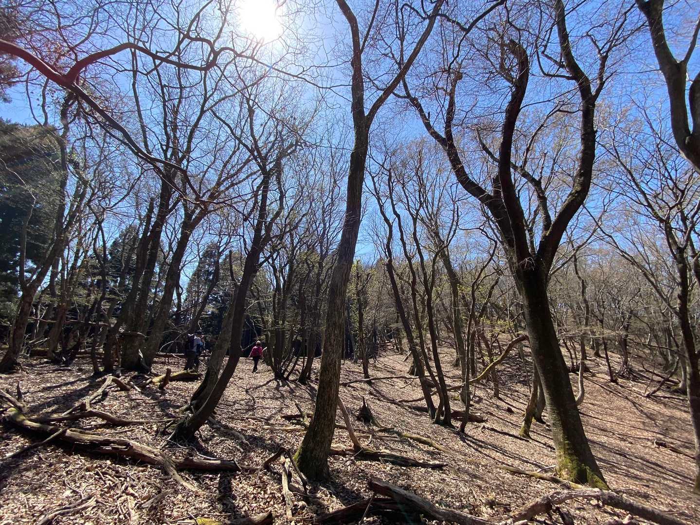 気持ちいい🎶⤴️稜線歩き🚶‍♀️🚶‍♀️🚶‍♀️