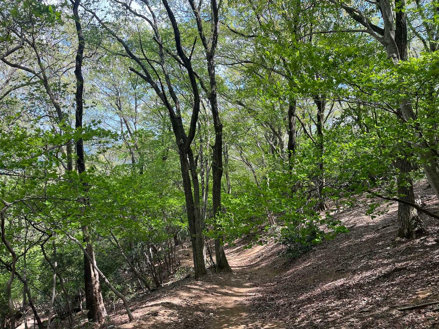お礼を言って先に下山開始、下に降りてくれば風は静かなものでした。お疲れ様でした！