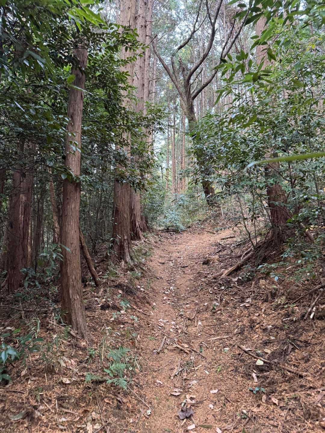 羽梨山神社-館岸山登山口-館岸山-加賀田山登山口-加賀田山 往復コースの写真
