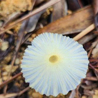 キツネノハナガサ🍄
