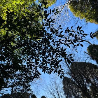 山頂(609m)！
カマボコの板みたいなのモノに「舞之山」と記してありました😅
展望もない雑木林に囲まれたところです。
空を見上げて、、次へ