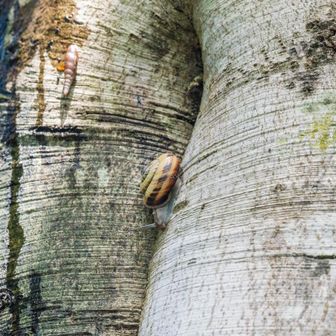 ブナの木にカタツムリ発見