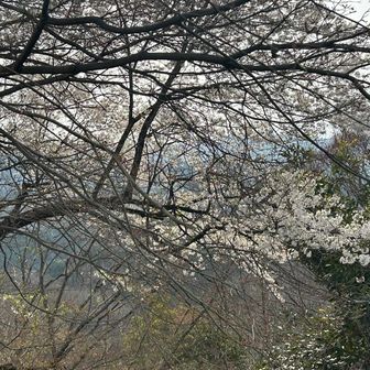 桜も少し🌸