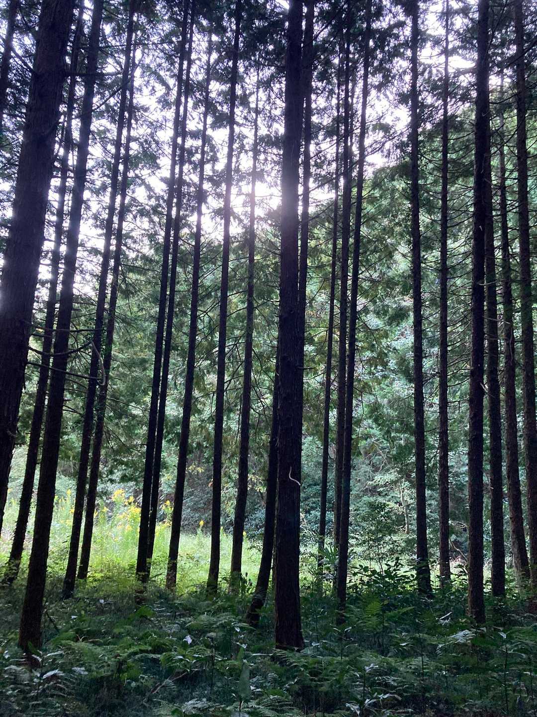 山じゃなくて丘にしてよとせがまれながら進む😊