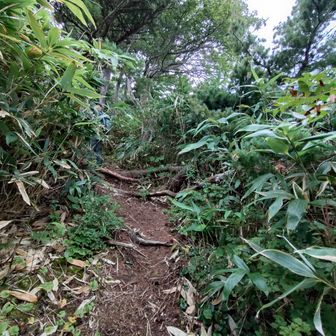 樹林帯もある