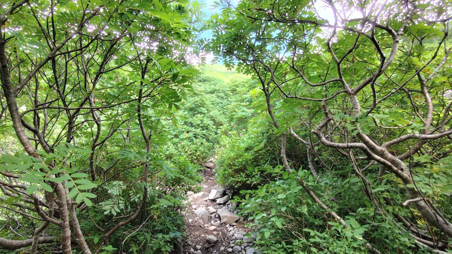 緑が美しい🌱✨