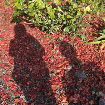 (^o^)キャサリン