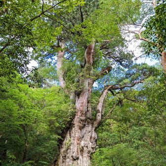 クーちゃんさん