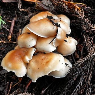 いい香りのキノコやった
マイタケ採りも行きたいけど採っても家族は誰も食べたくないって
まだ毒を当てた事無いのにね。