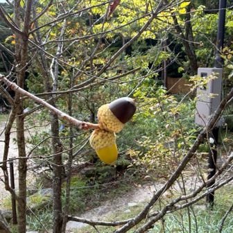 青年どんぐりと大人どんぐり