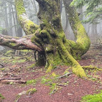 モンスターが暴れ狂う姿か？
