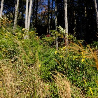 ここから入ります　ヤマップがなかったら、わからない