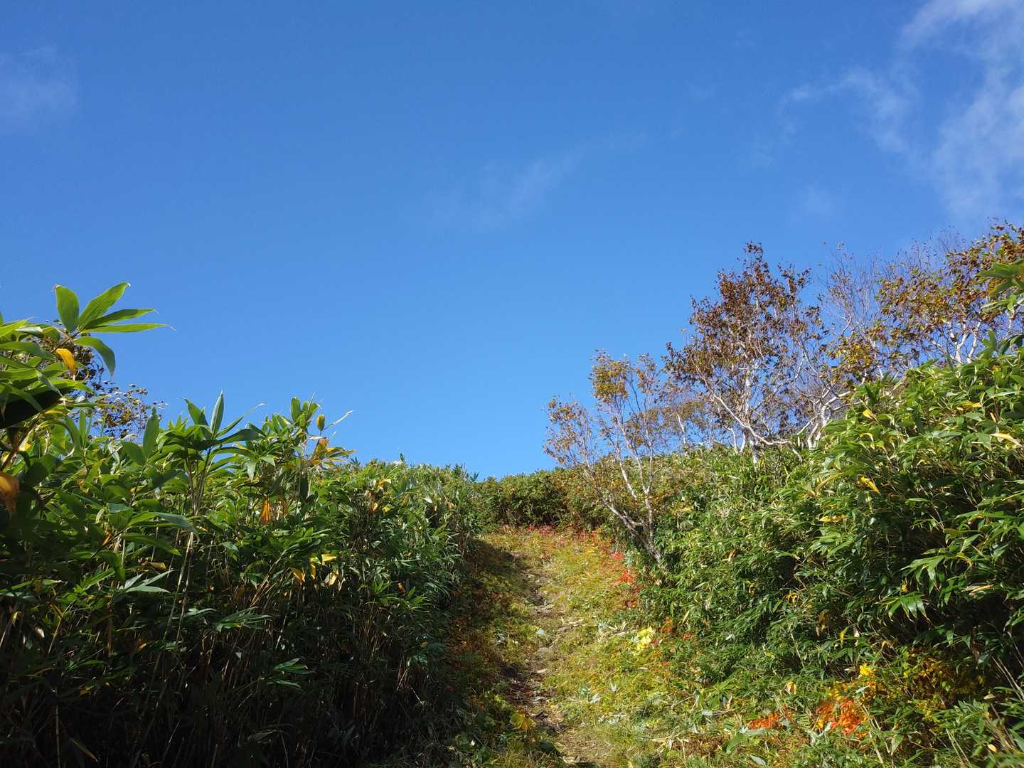 すごい青空と、地面にウルシ紅葉ロード