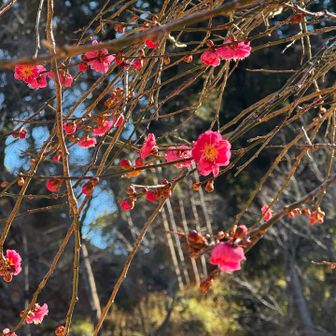 春を感じるピンク色🌸ぽかぽか陽気です
