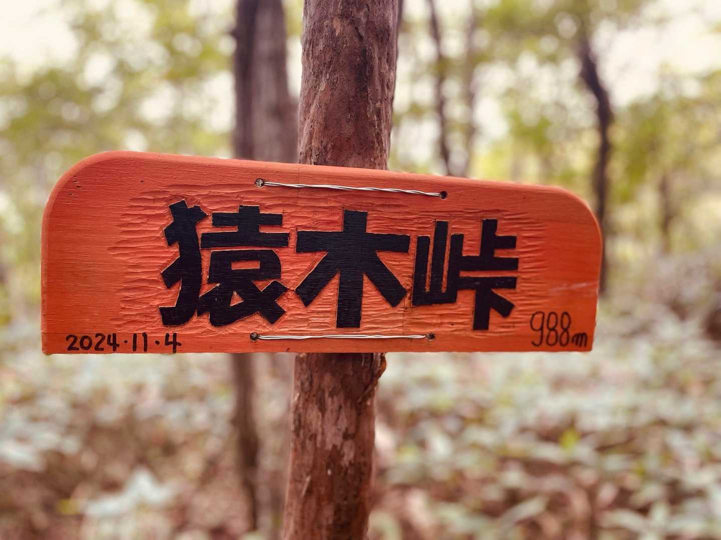 この分岐を降ります👍
あまり人が通ってないのか…
しばらく薮ゾーンでした🥲🕸️🌿