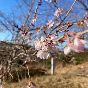 ヒマラヤサクラ🌸
