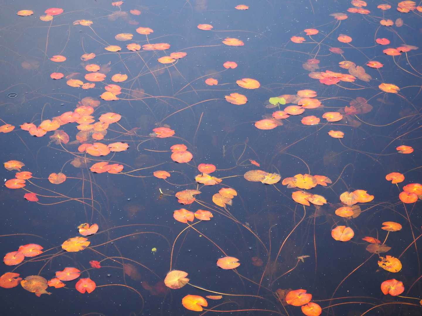 池塘でも紅葉