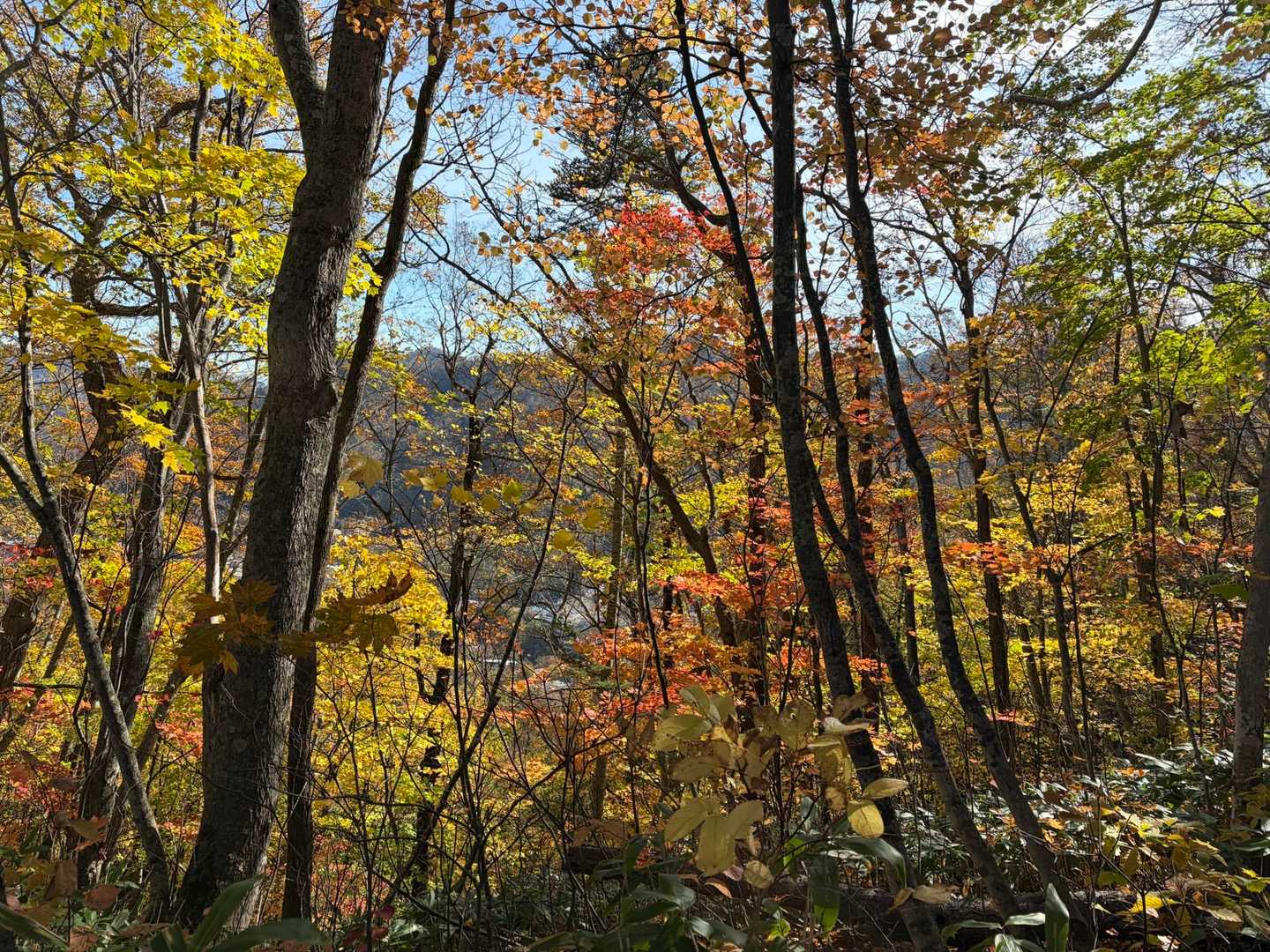 朝日岳登山口-朝日岳-豊林荘コース登山口 縦走コースの写真