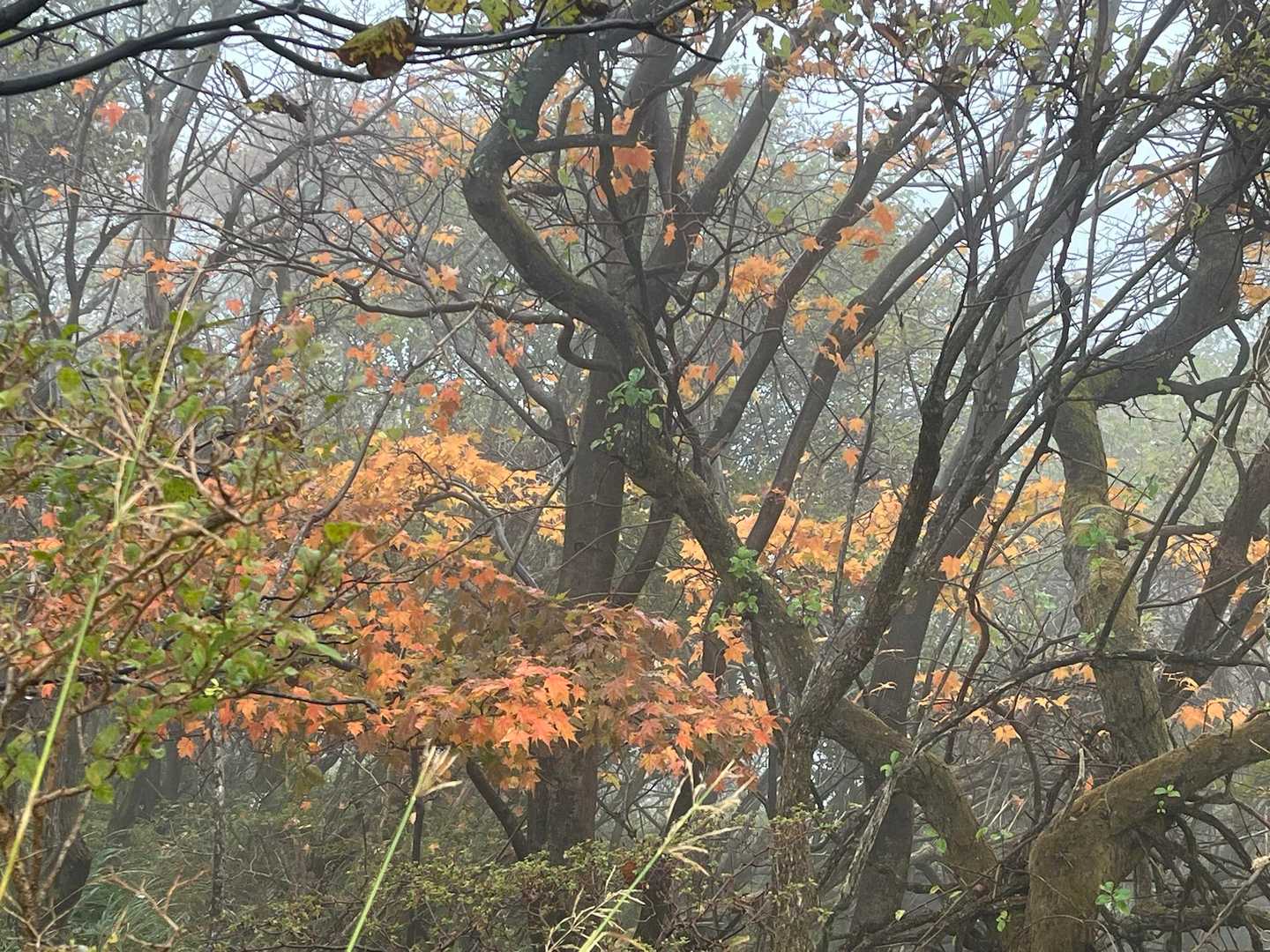 根子岳東峰 周回コースの写真