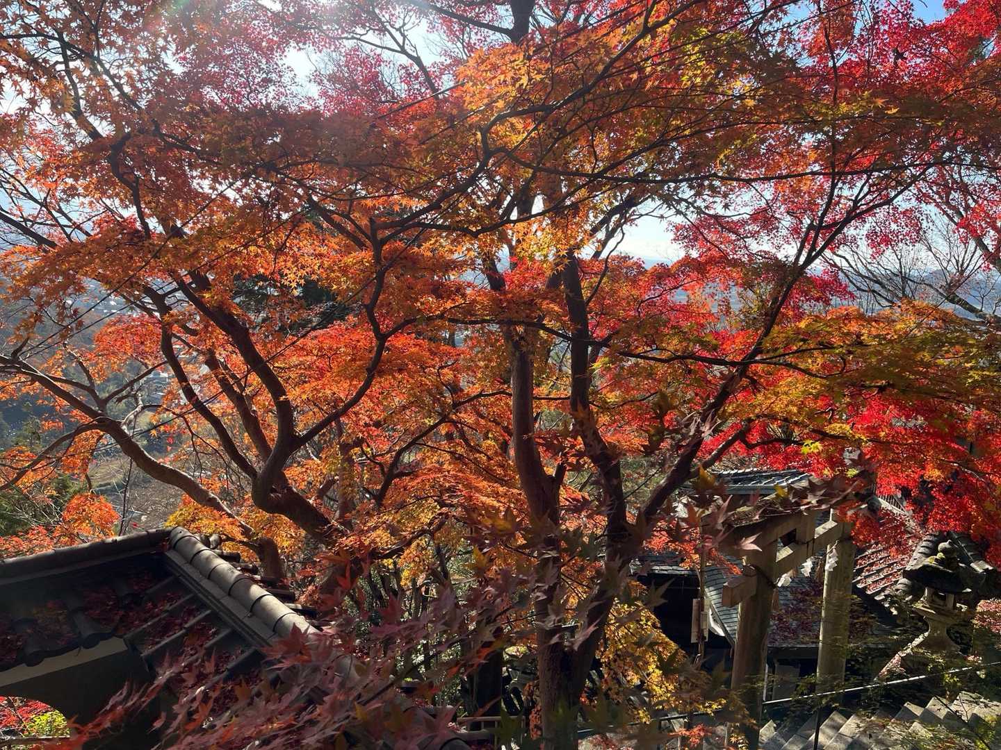 まだ紅葉🍁してる