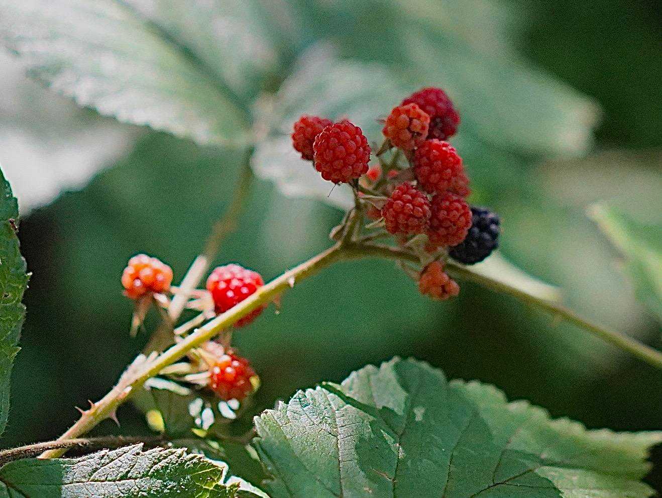 🍓