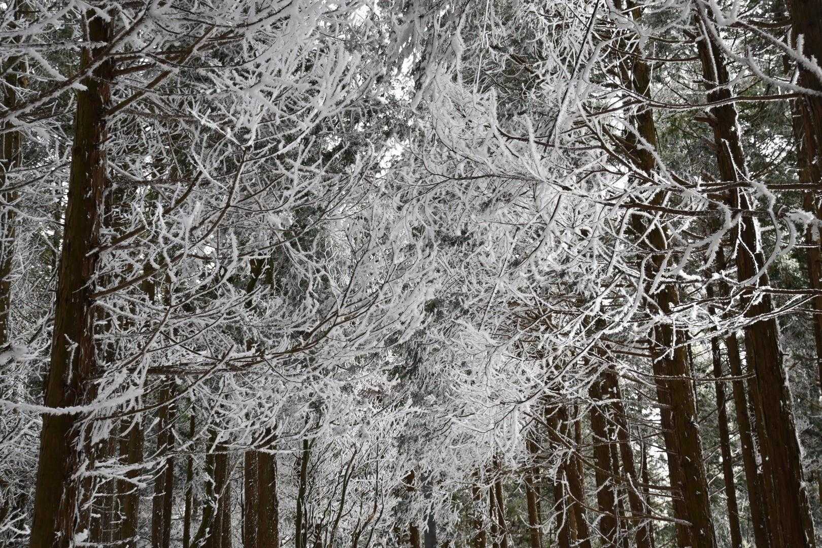 ❄❄❄