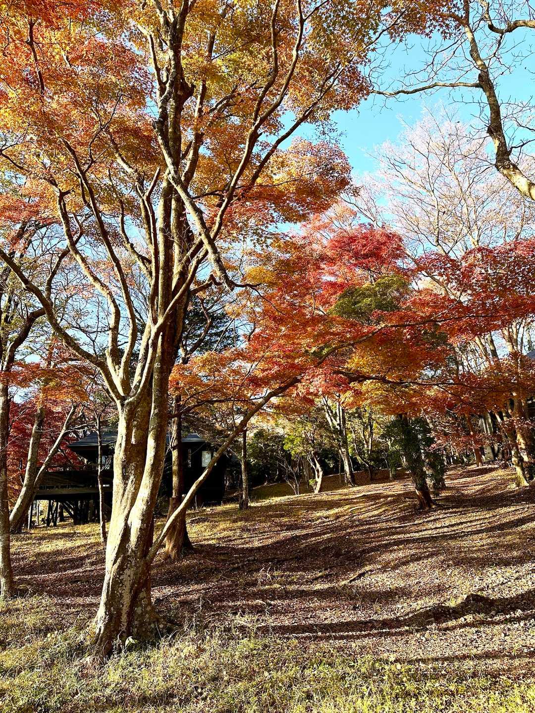 色とりどりの紅葉🍁。