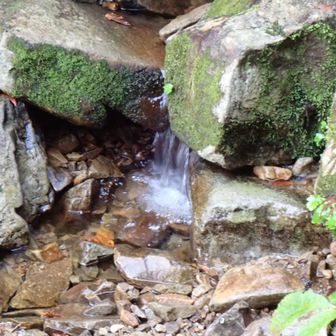 水量は豊富で、冷たくて美味しい水だった

栂海新道は、池塘あり、沢の流れるところあり、水場も（枯れるところもあるようだが）数ヶ所あって、水がとても豊か