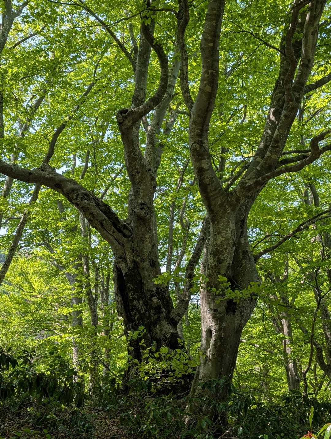 緑が美しく、気持ちのいい1日を過ごせました
