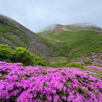 2026-06-06 ミヤマキリシマの花に覆われたくじゅう。沓掛山・久住山