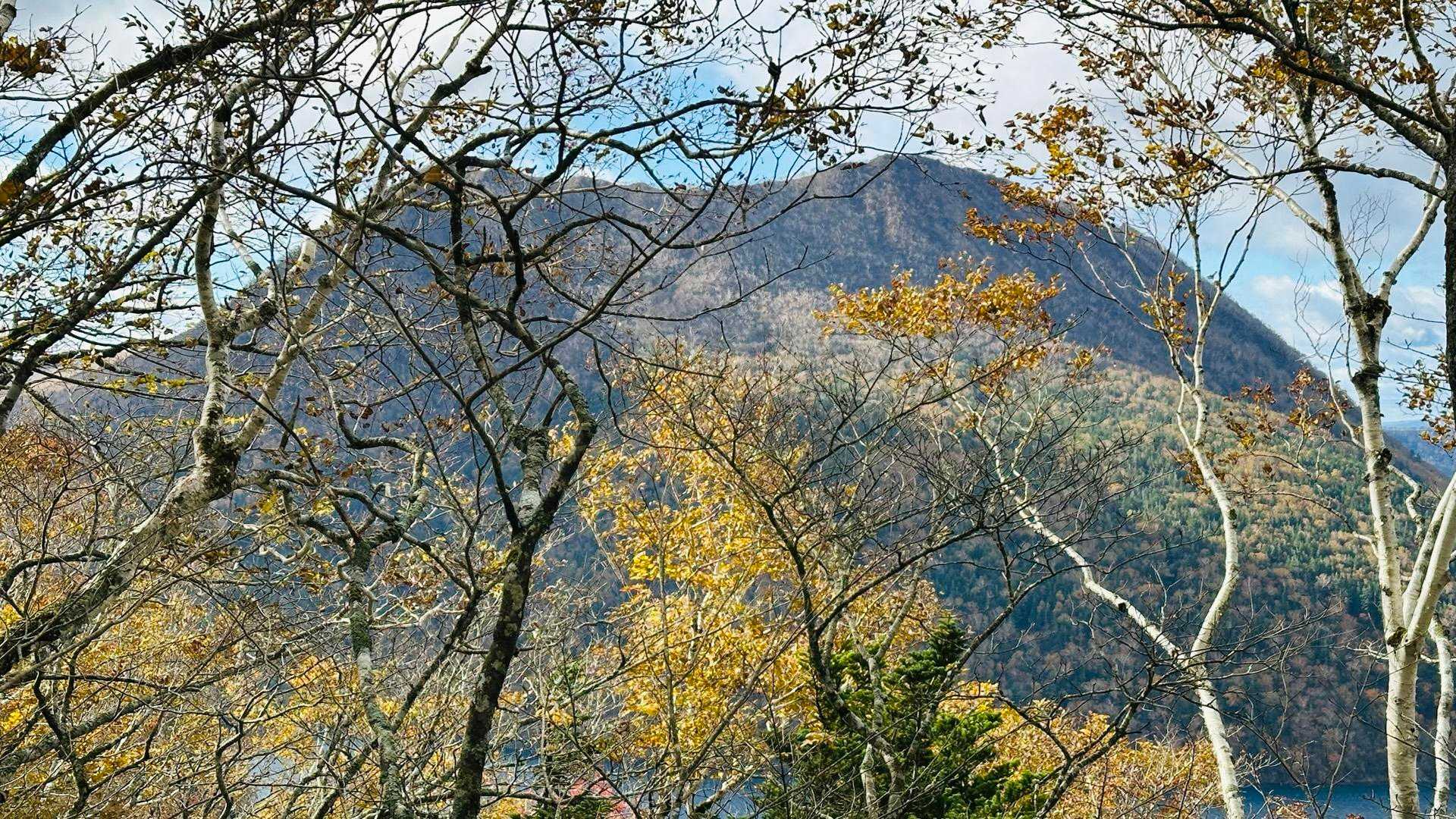摩周岳が木の隙間から見える