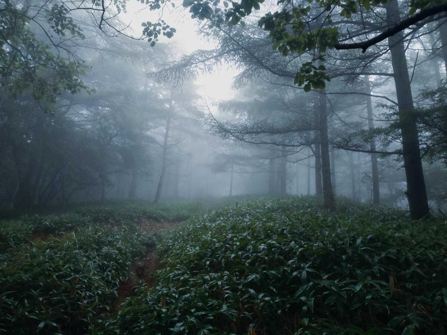 眺望よし。「八ヶ岳らしさ」を感じられる岩場と稜線の三ツ頭往復コースの写真