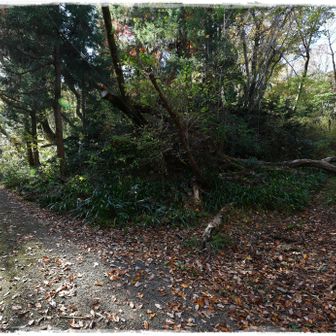 すぐに、左回りコースか右回りコースかに分岐です。
右は結構鬱蒼としてそうな雰囲気で、左が舗装路。
とりあえず左で登って右で下りる計画なのでその通りに。