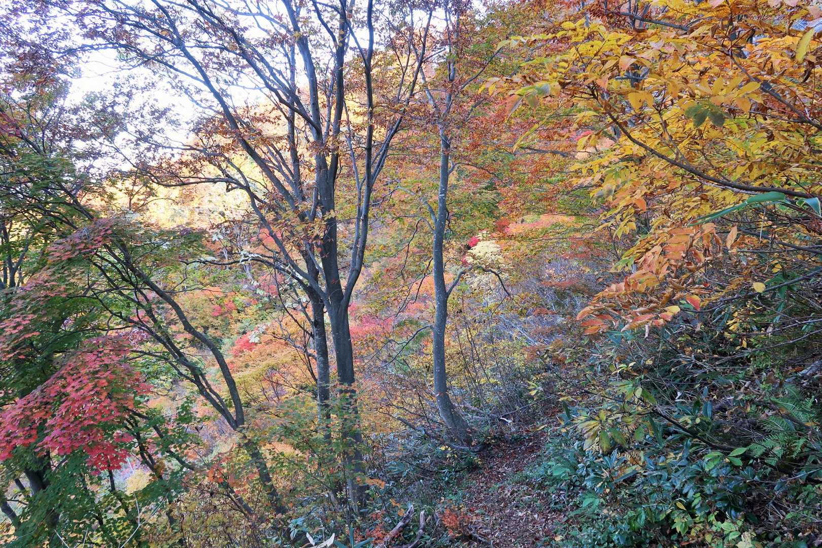 急登が終わり紅葉樹林の中を歩く