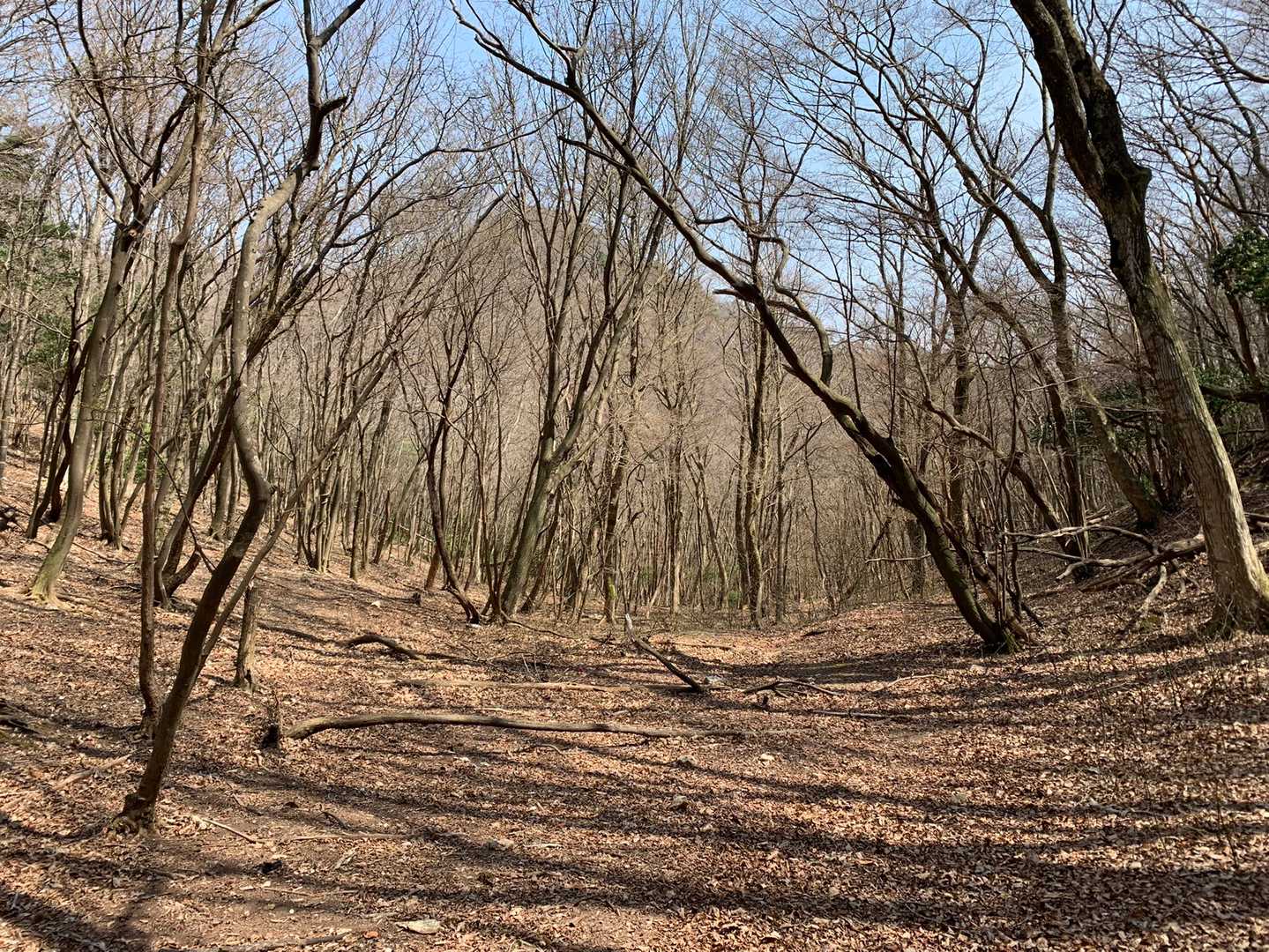 広葉樹林帯が広がる。