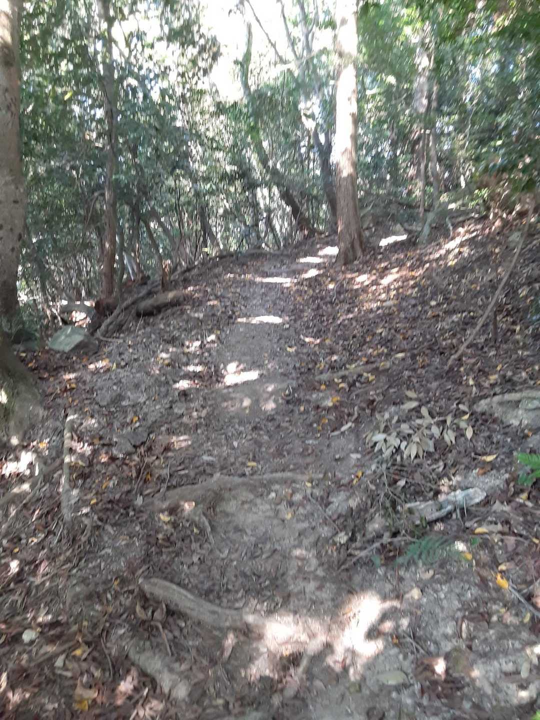 明るい登山道🚶
