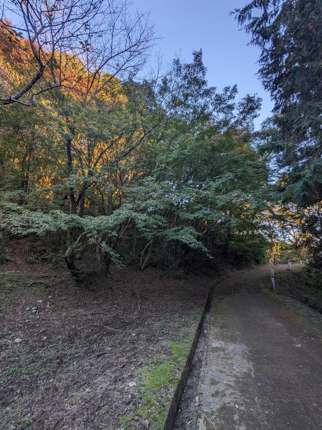 ここは真っ赤🍁だと期待してましたが、、全くでした。。。