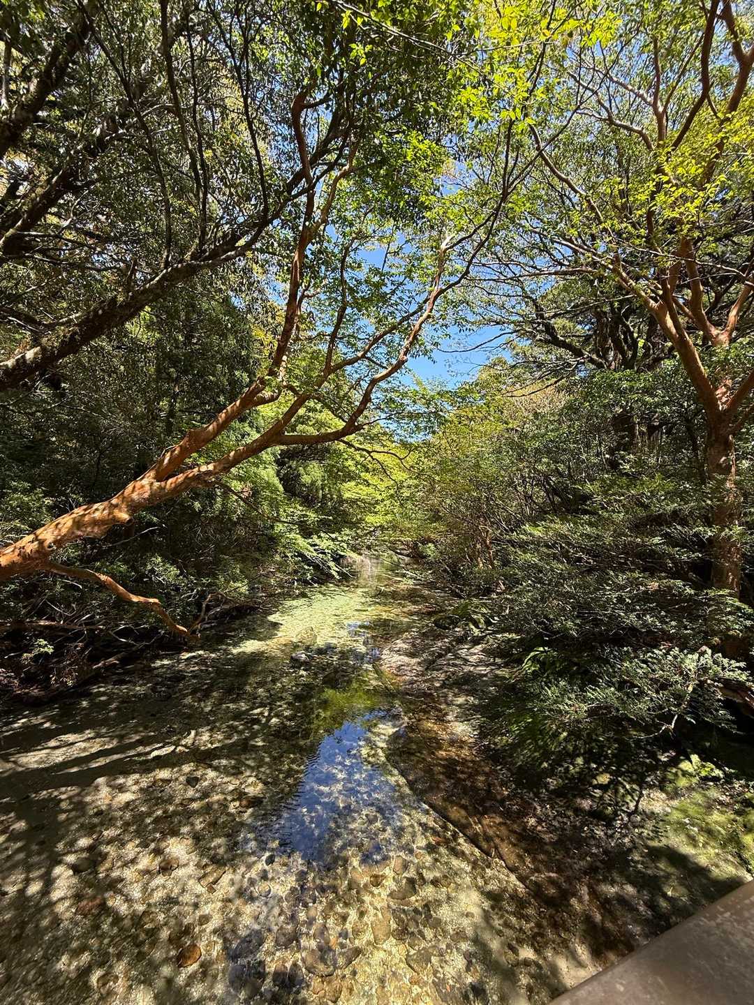 淀川入口-黒味岳 往復コースの写真