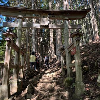 分岐を左へ
二つ目の鳥居をくぐります
この先は露出した岩や木の根が多くなります
